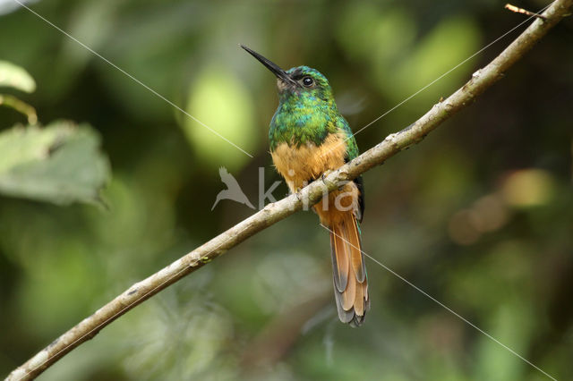 Bluish-fronted Jacamar (Galbula cyanescens)