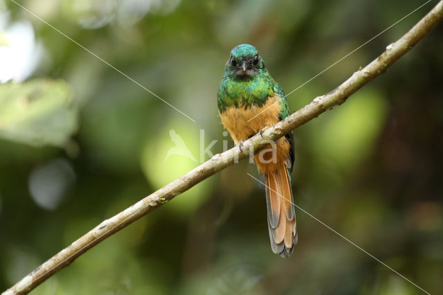 Bluish-fronted Jacamar (Galbula cyanescens)