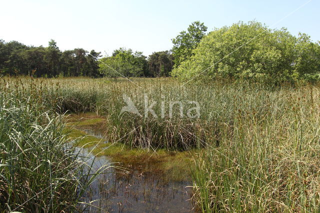 Great Sedge / Saw-sedge (Cladium mariscus)