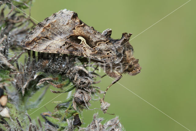 Gamma-uil (Autographa gamma)