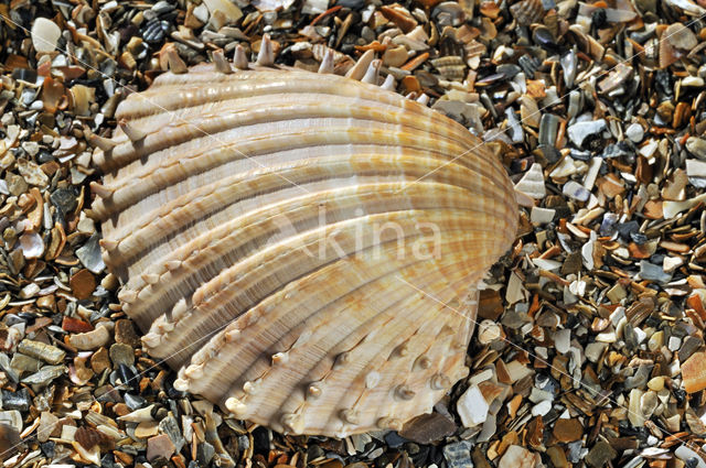 Gedoornde hartschelp (Acanthocardia echinata)