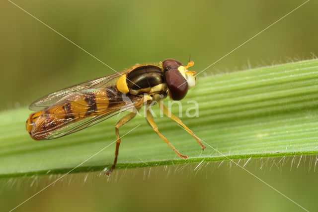 Geel Boslanglijfje (Sphaerophoria taeniata)