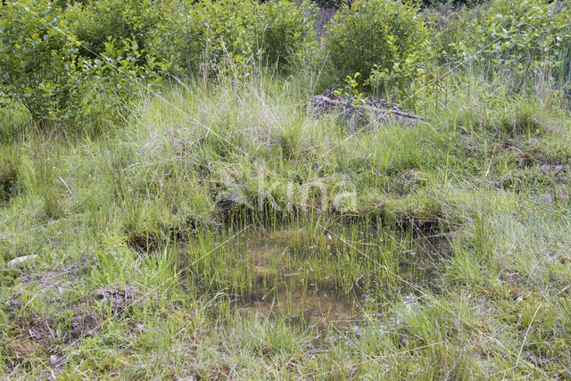 Geelbuikvuurpad (Bombina variegata)