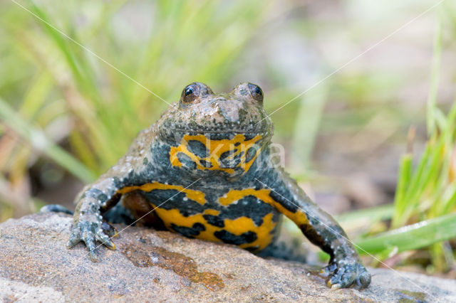 Geelbuikvuurpad (Bombina variegata)