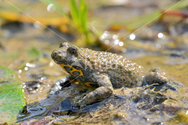 Yellow-bellied Toad (Bombina variegata)