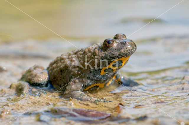 Yellow-bellied Toad (Bombina variegata)