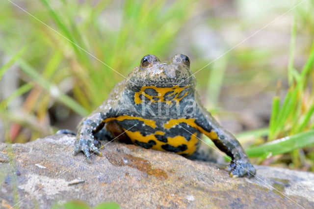 Geelbuikvuurpad (Bombina variegata)