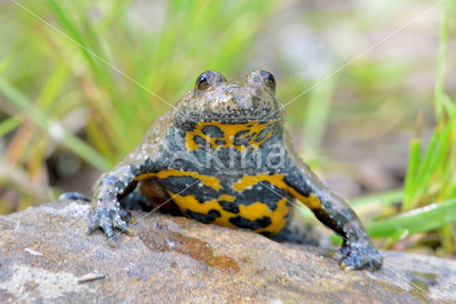 Geelbuikvuurpad (Bombina variegata)