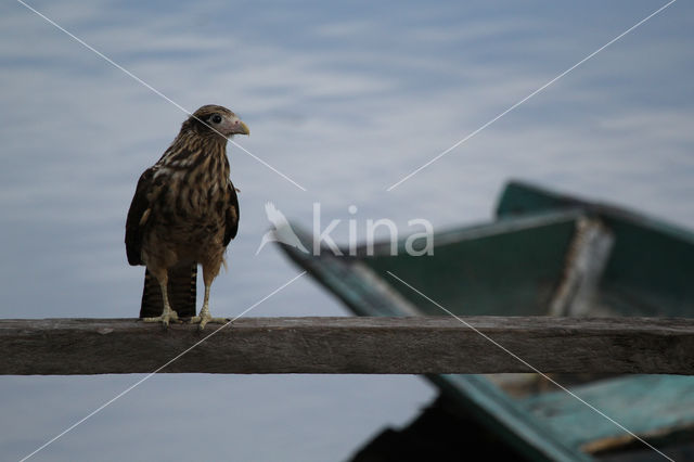 Yellow-headed Caracara (Milvago chimachima)