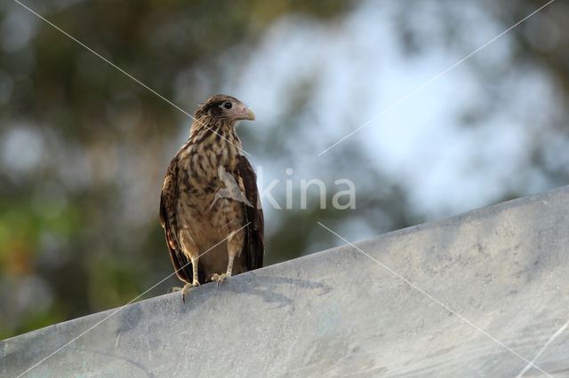 Geelkopcaracara (Milvago chimachima)