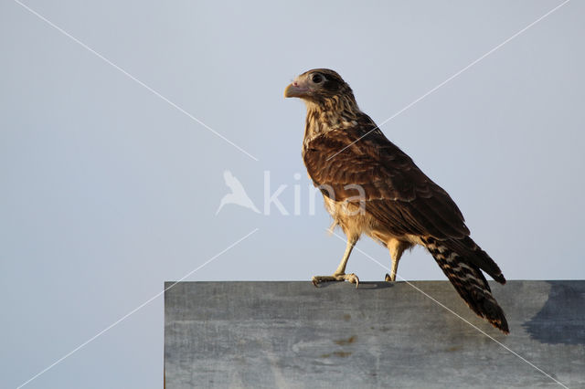 Yellow-headed Caracara (Milvago chimachima)