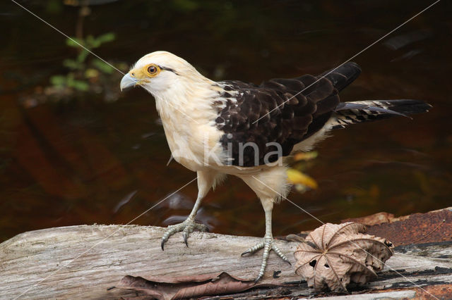 Geelkopcaracara (Milvago chimachima)