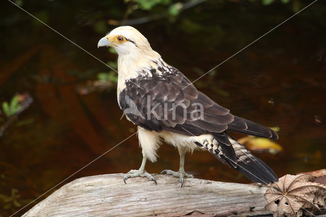 Geelkopcaracara (Milvago chimachima)