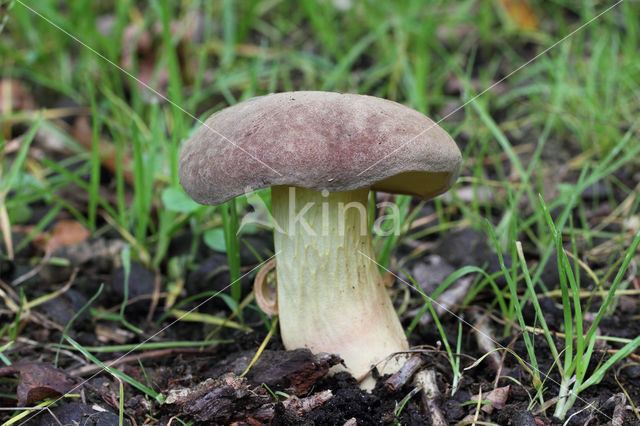 Boletus appendiculatus