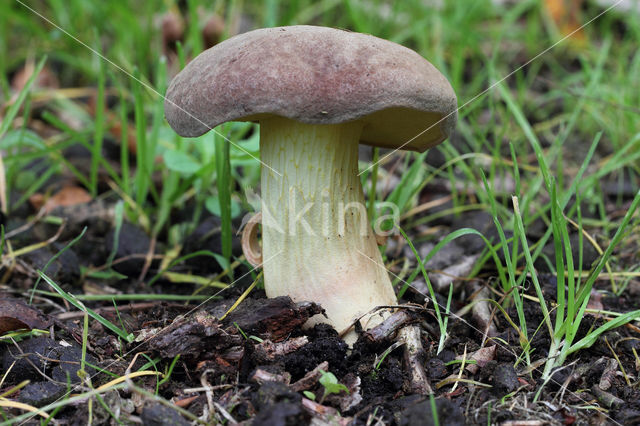 Boletus appendiculatus