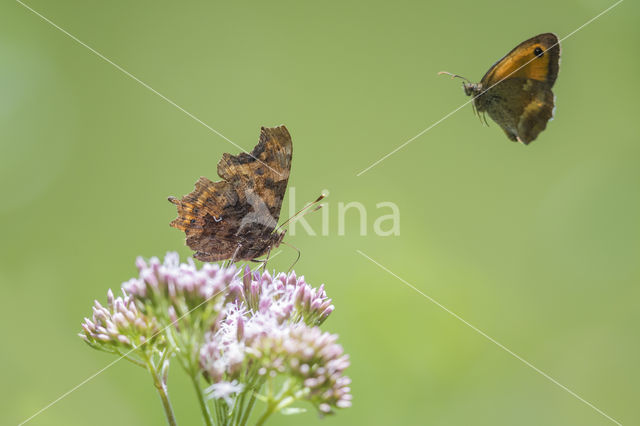 Gehakkelde aurelia (Polygonia c-album)