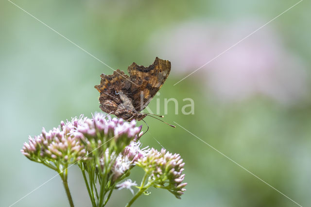 Gehakkelde aurelia (Polygonia c-album)