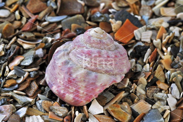 Geknobbelde tolhoren (Gibbula magus)