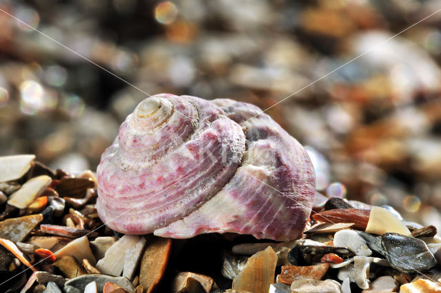 Geknobbelde tolhoren (Gibbula magus)