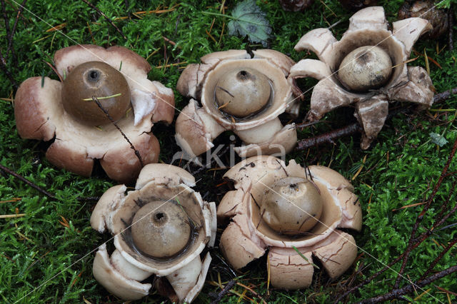 Gekraagde aardster (Geastrum triplex)