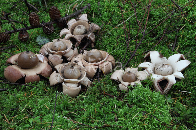 Gekraagde aardster (Geastrum triplex)