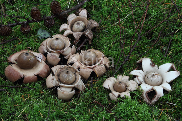 Gekraagde aardster (Geastrum triplex)