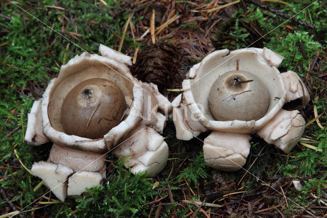 Collared Earthstar (Geastrum triplex)