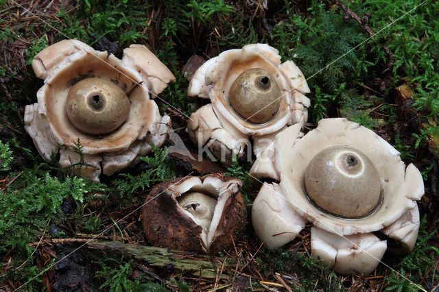 Collared Earthstar (Geastrum triplex)