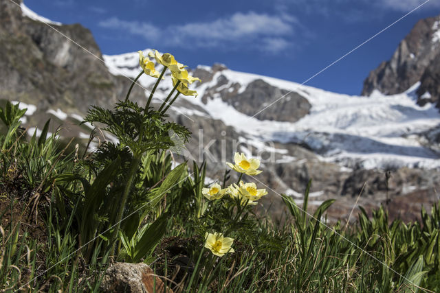 Yellow Alpine pasqueflower (Pulsatilla alpina subsp. apiifolia)