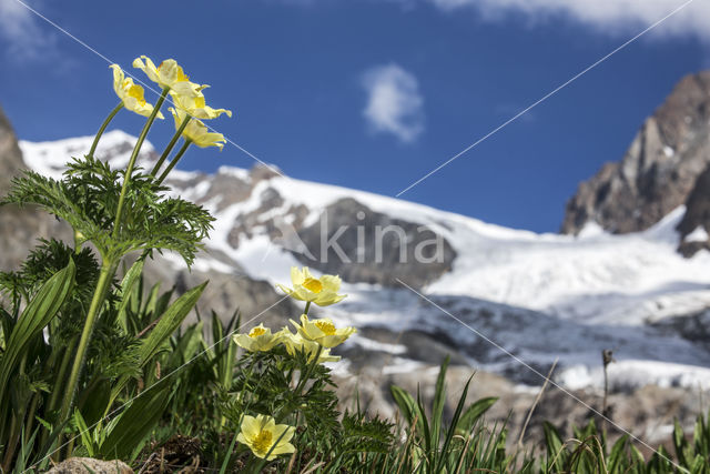 Yellow Alpine pasqueflower (Pulsatilla alpina subsp. apiifolia)