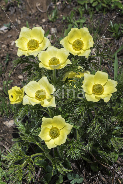 Gele alpenanemoon (Pulsatilla alpina subsp. apiifolia)