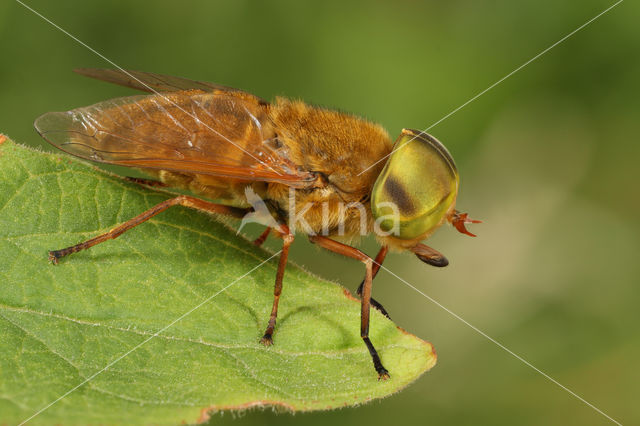 golden horsefly (Atylotus fulvus)