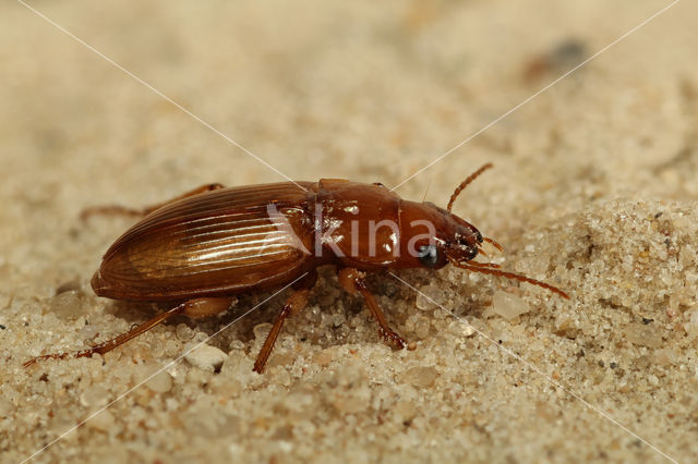 Gele Kruiper (Harpalus flavescens)