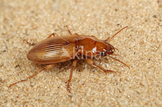 Gele Kruiper (Harpalus flavescens)