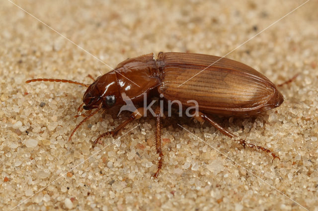 Gele Kruiper (Harpalus flavescens)