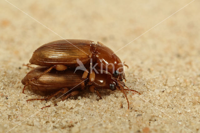 Gele Kruiper (Harpalus flavescens)