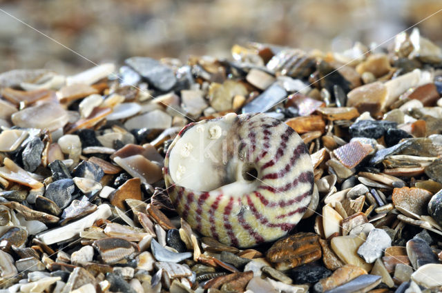 Genavelde tolhoren (Gibbula umbilicalis)