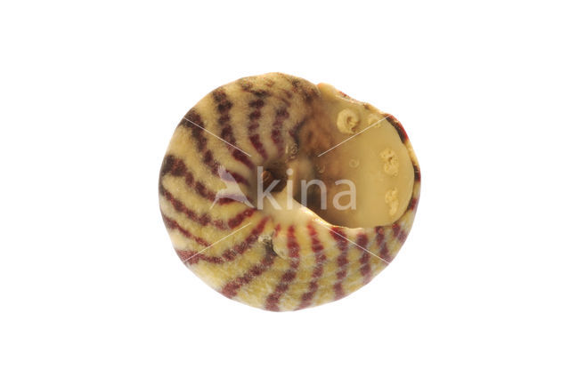 Flat Top-shell (Gibbula umbilicalis)