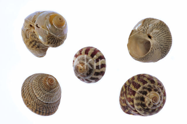 Flat Top-shell (Gibbula umbilicalis)
