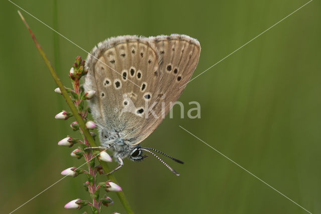 Gentiaanblauwtje (Maculinea alcon)