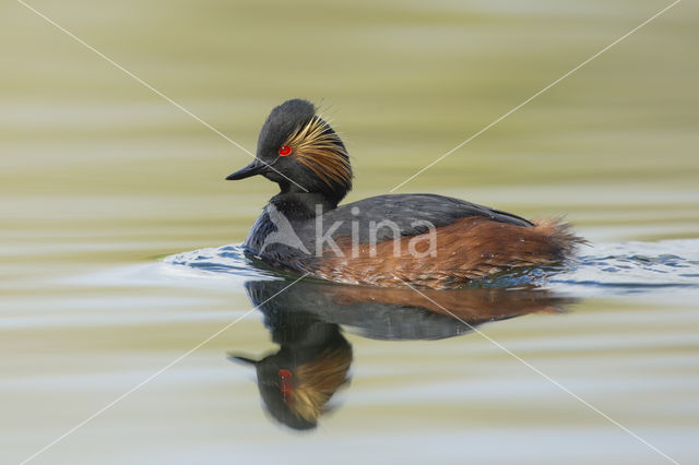 Geoorde Fuut (Podiceps nigricollis)