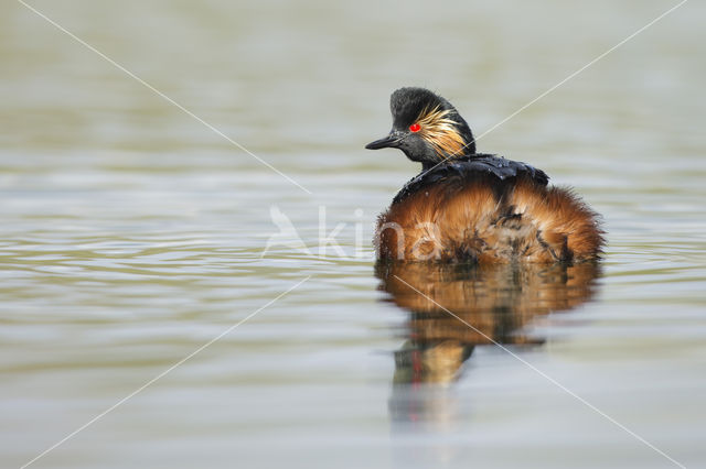 Geoorde Fuut (Podiceps nigricollis)