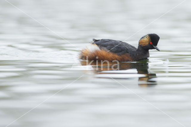 Geoorde Fuut (Podiceps nigricollis)