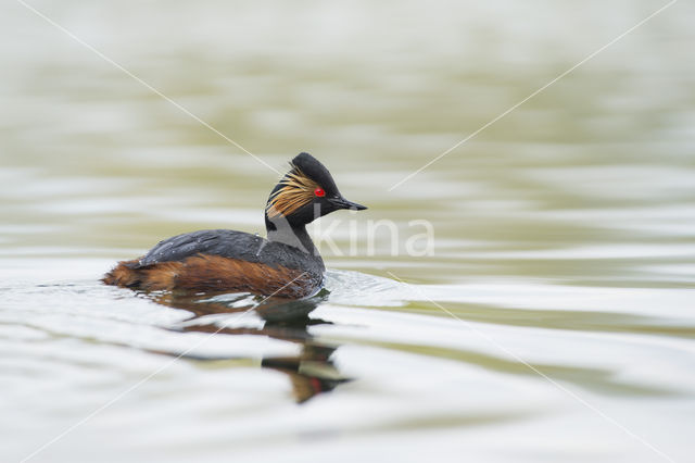 Geoorde Fuut (Podiceps nigricollis)