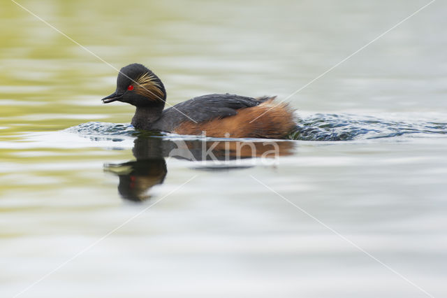 Geoorde Fuut (Podiceps nigricollis)