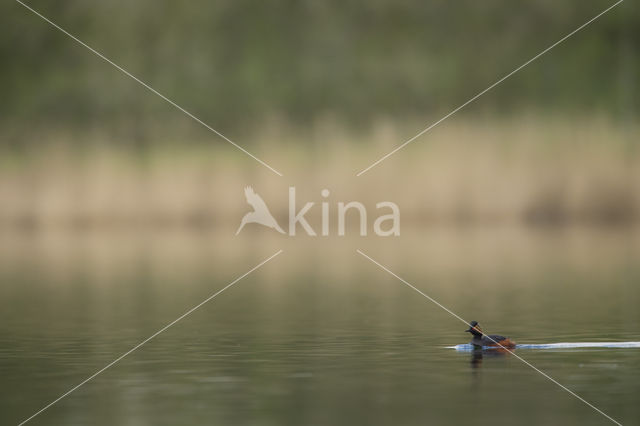 Geoorde Fuut (Podiceps nigricollis)