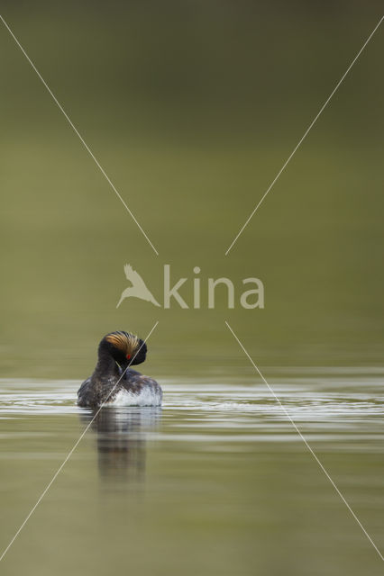 Geoorde Fuut (Podiceps nigricollis)