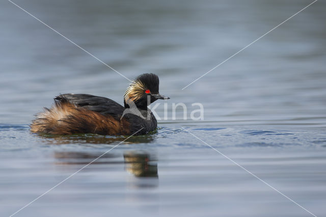 Geoorde Fuut (Podiceps nigricollis)