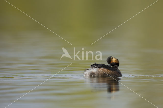 Geoorde Fuut (Podiceps nigricollis)