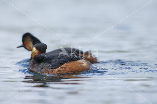 Geoorde Fuut (Podiceps nigricollis)